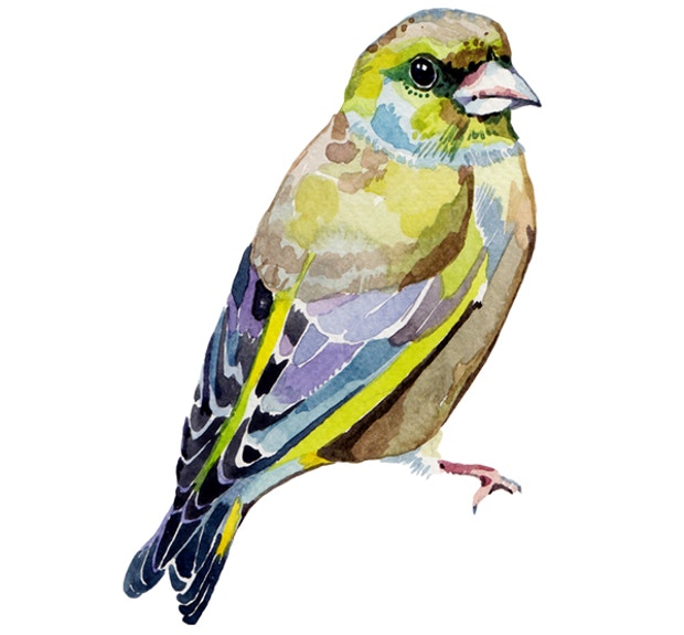 Watercolour Bird