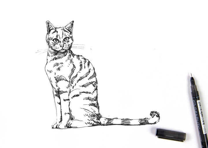 Jake Spicer draws a cat